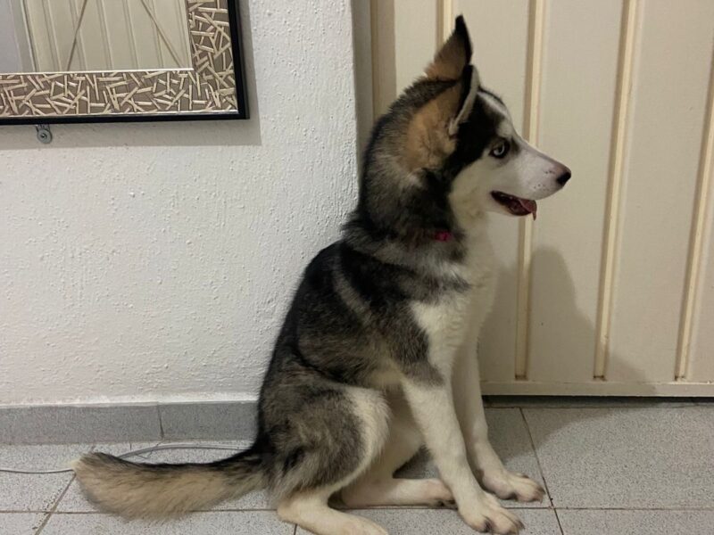 MIA