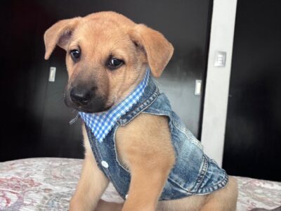 COCO