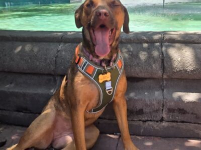BRANDY