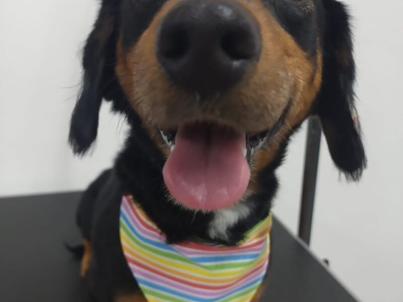 PATITAS