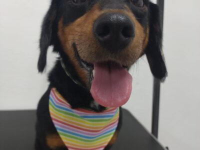 PATITAS