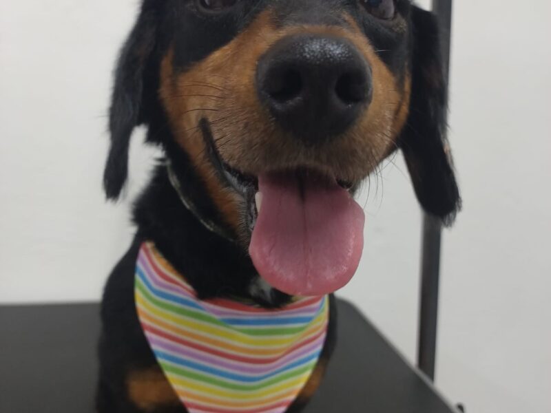 PATITAS