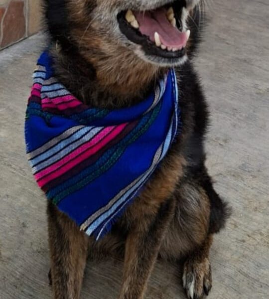 PEDRO