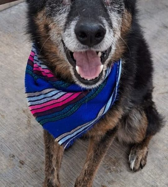 PEDRO