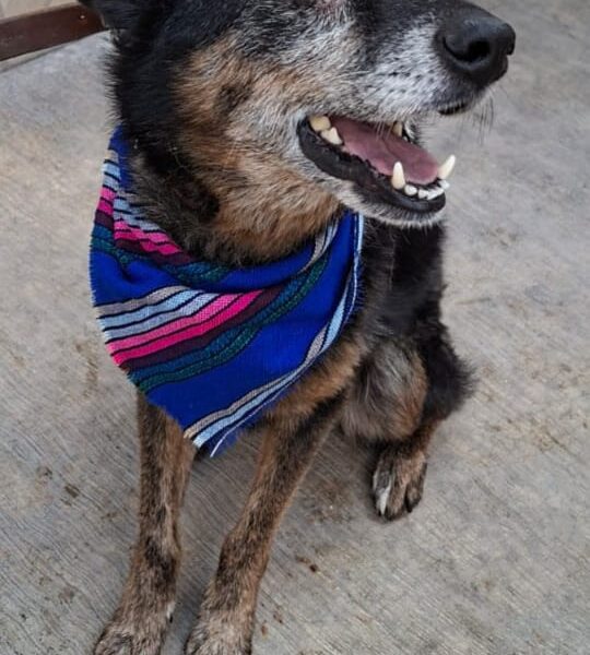 PEDRO