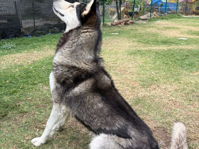REX