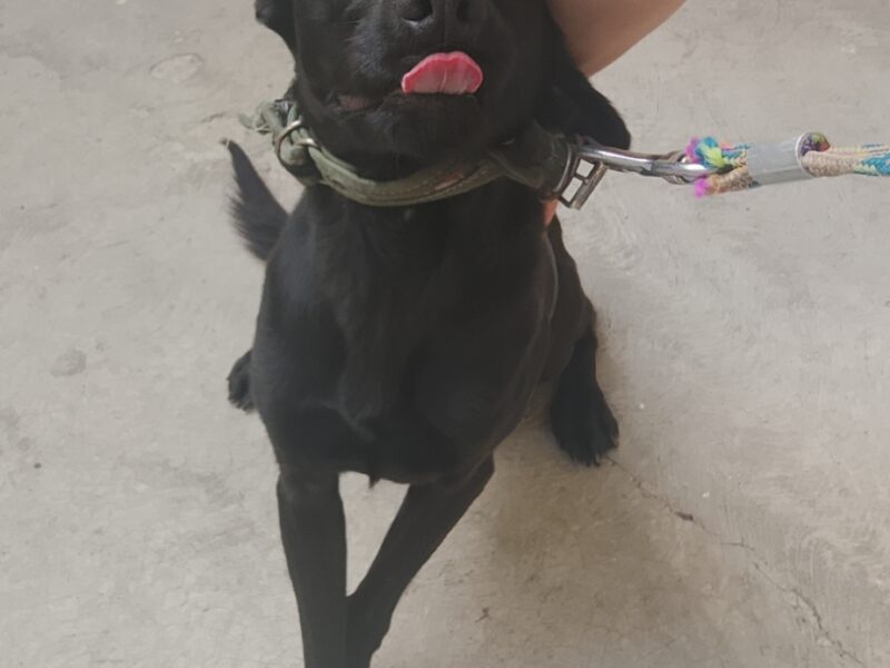ELLIOT
