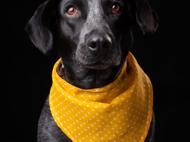 FIONA