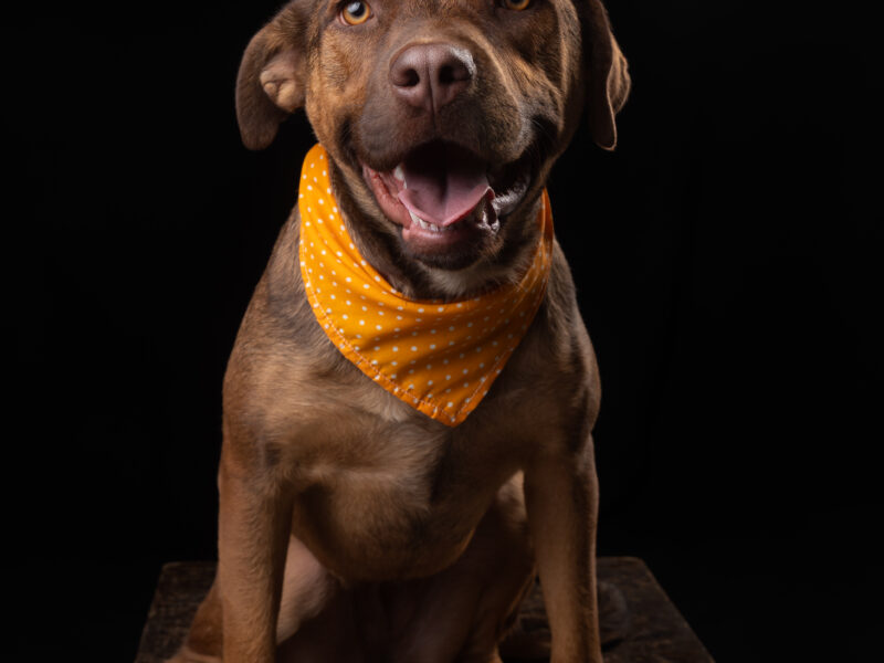 BRANDY