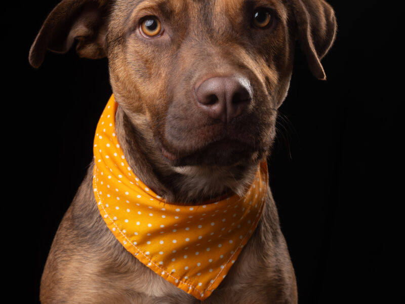 BRANDY