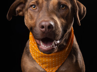 BRANDY
