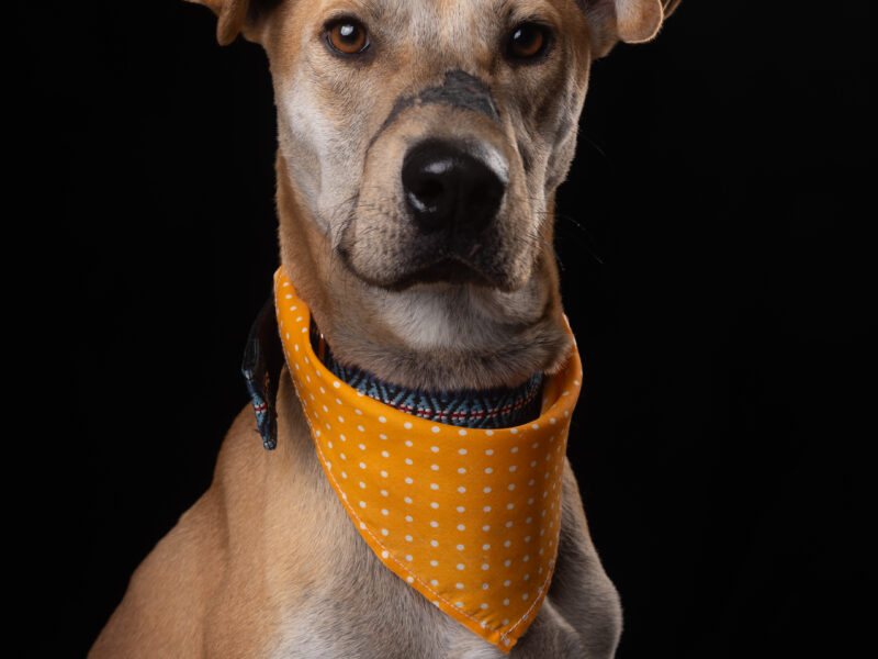 BONGO