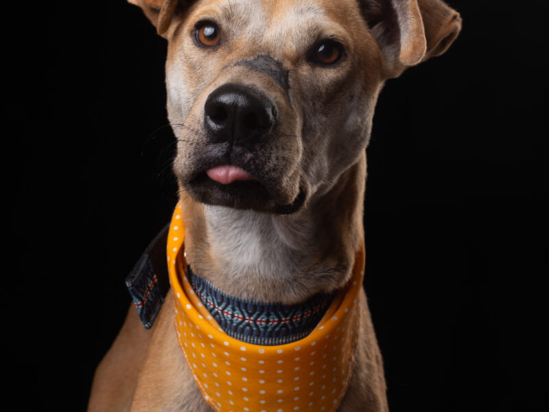 BONGO