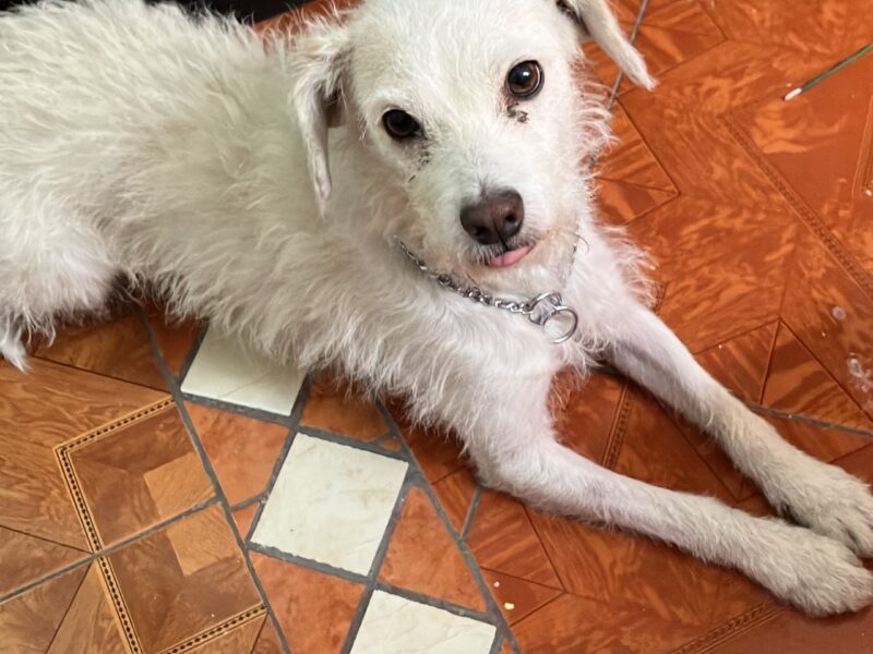 COPITO