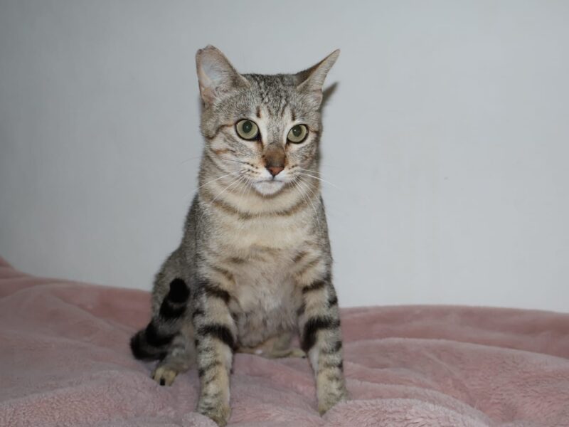 ZOE