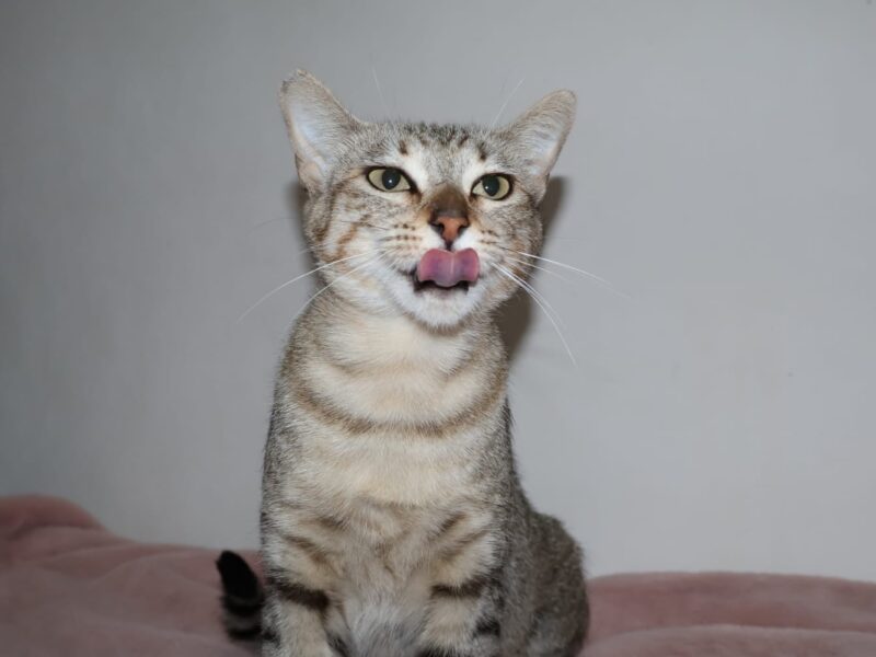 ZOE