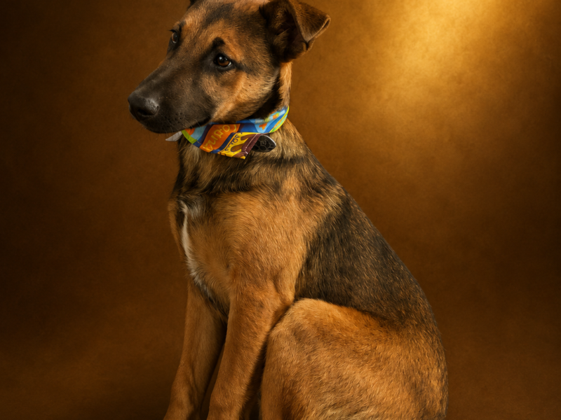 ROKI