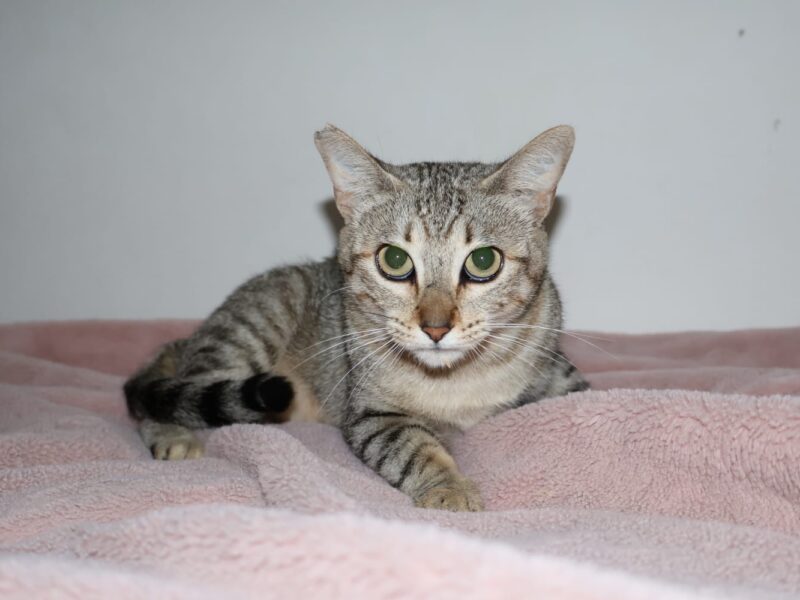 ZOE