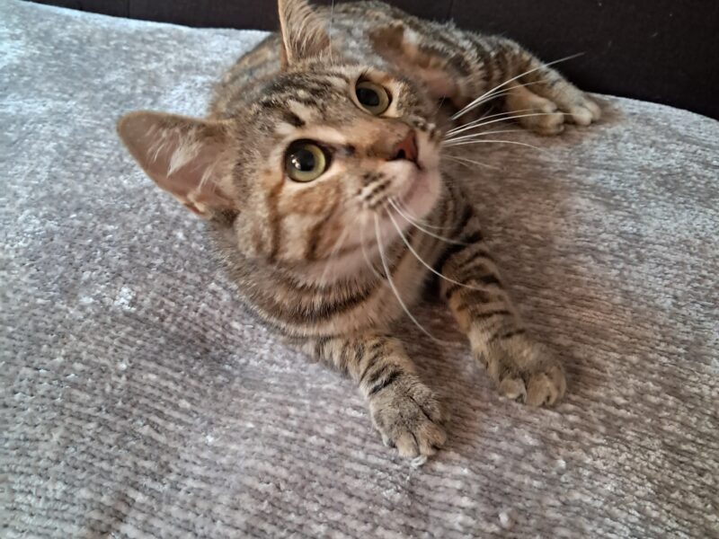 MACRINA