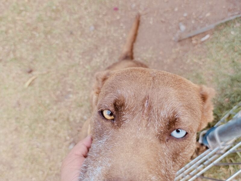 CHOCOLATA