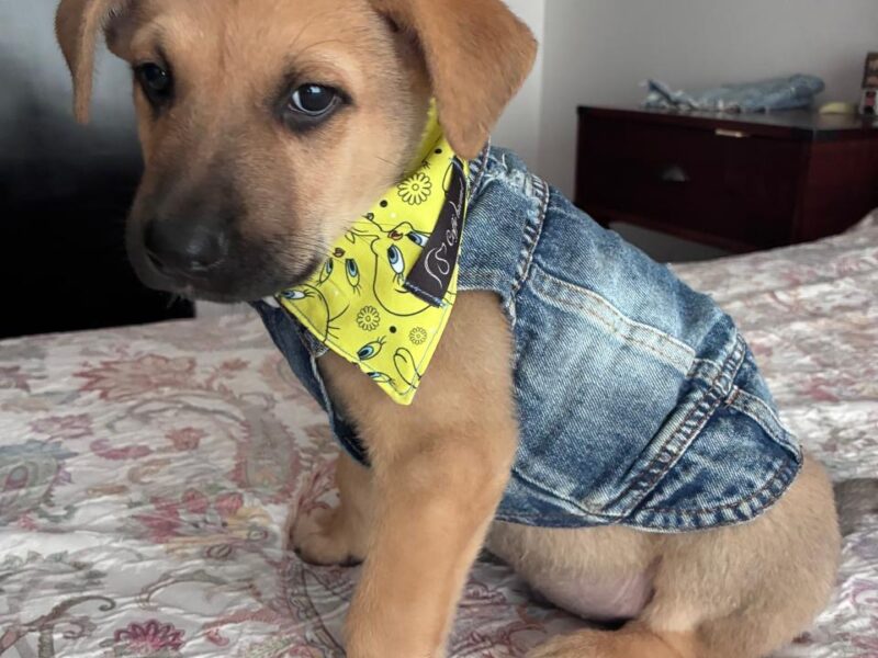 COCO