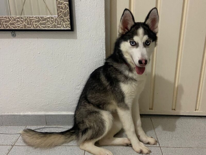 MIA