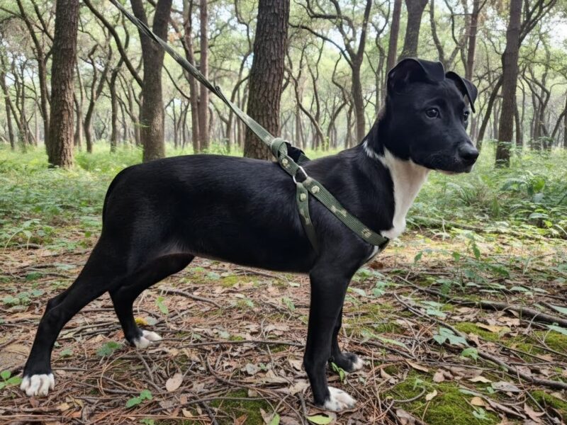 ESTRELLA