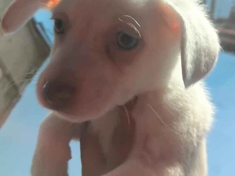 MILO