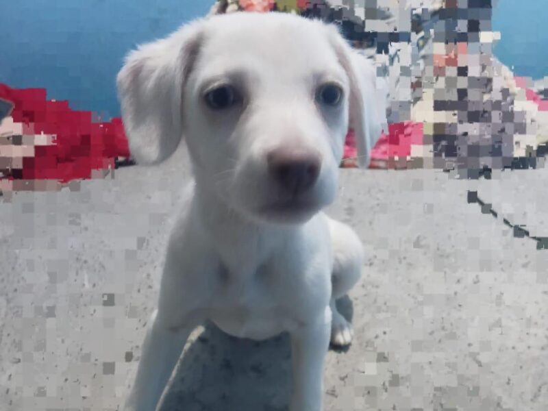 MILO
