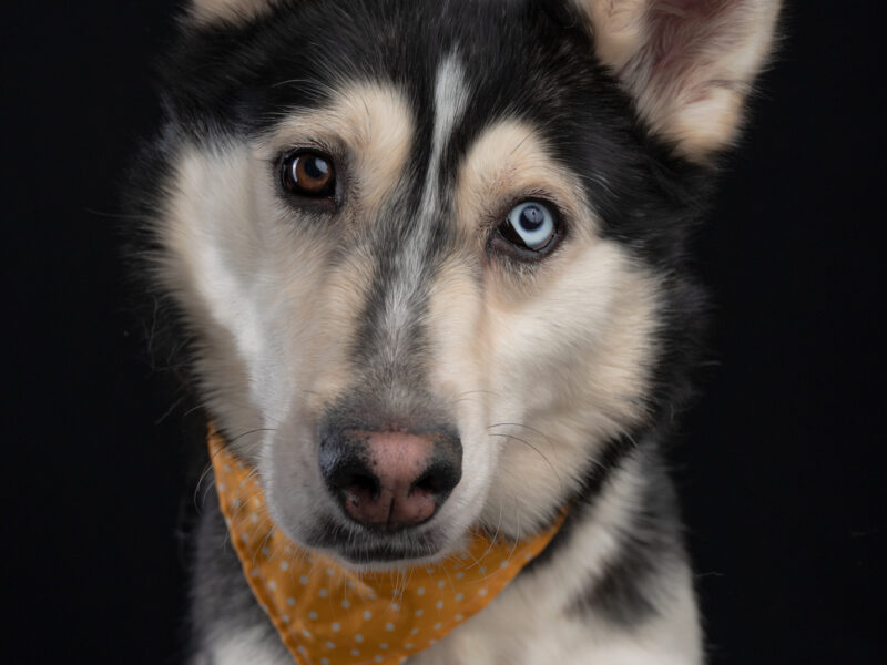 REX
