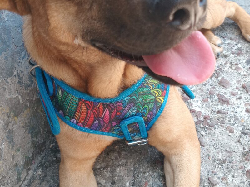 BONGO
