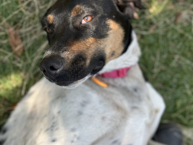 LOLA