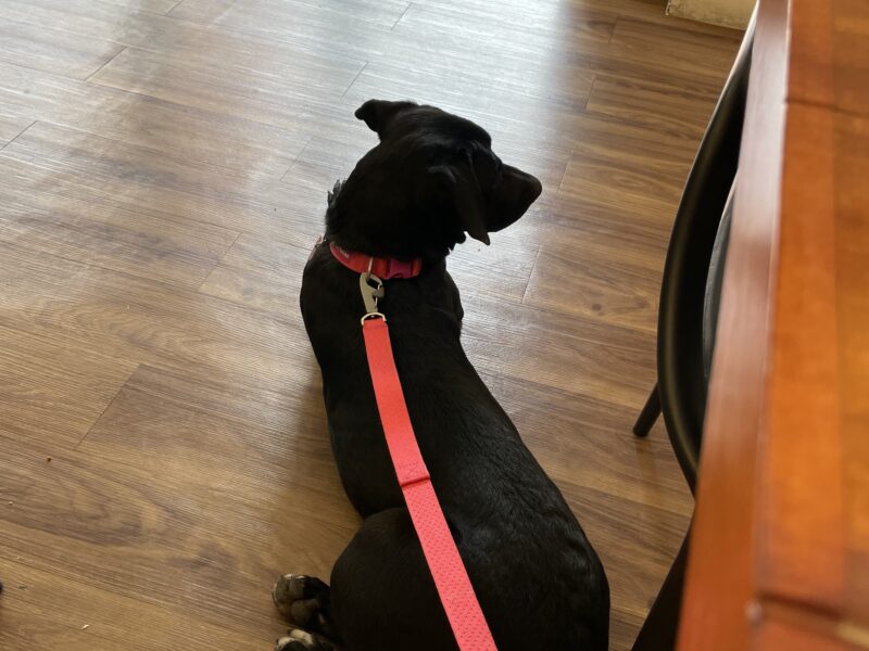 SOPHIE