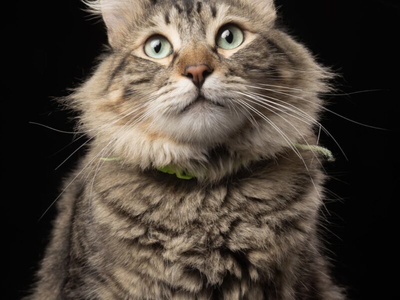SIMON