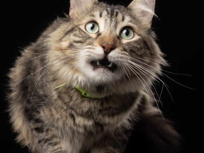 SIMON