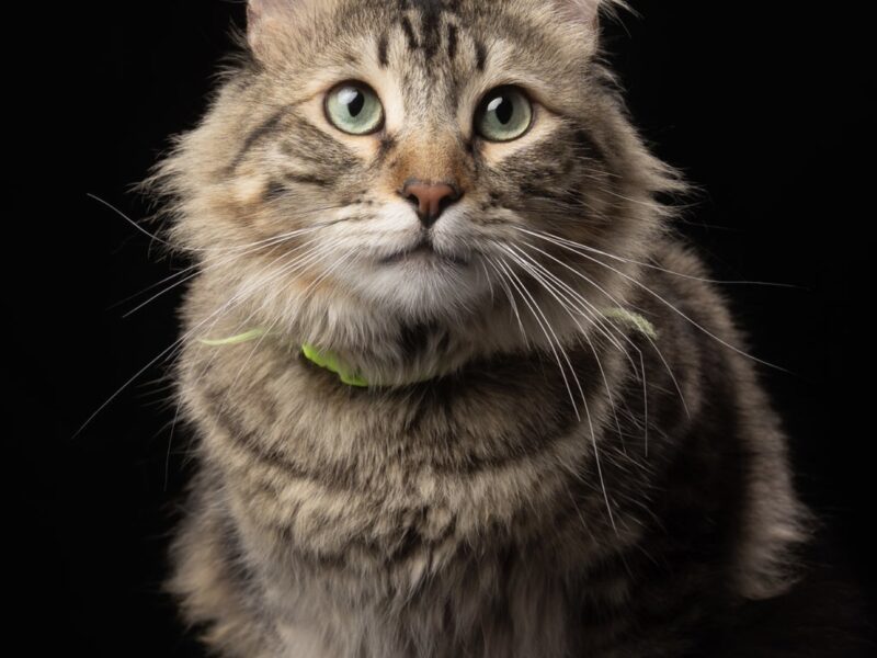 SIMON