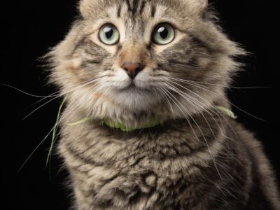 SIMON