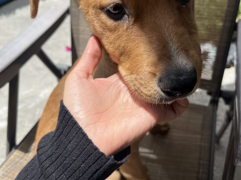 BELLA