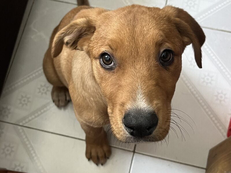 BELLA