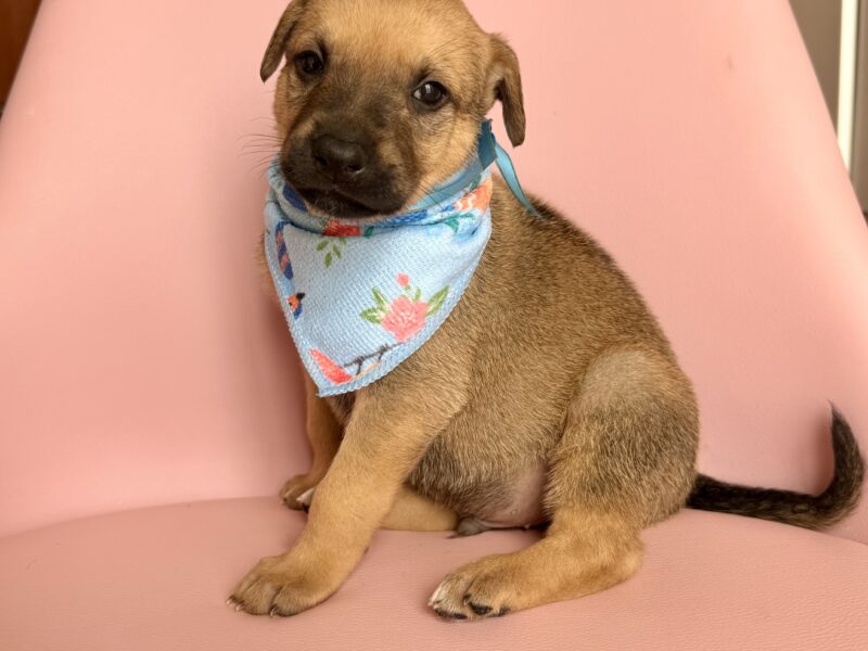 COCO