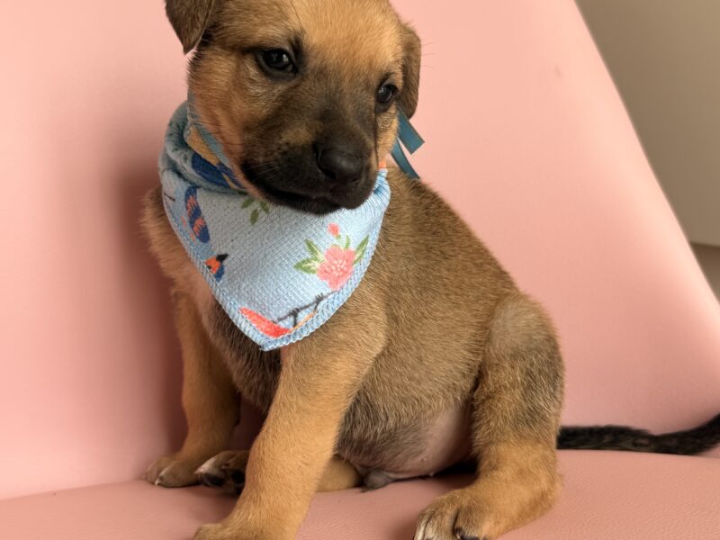 COCO