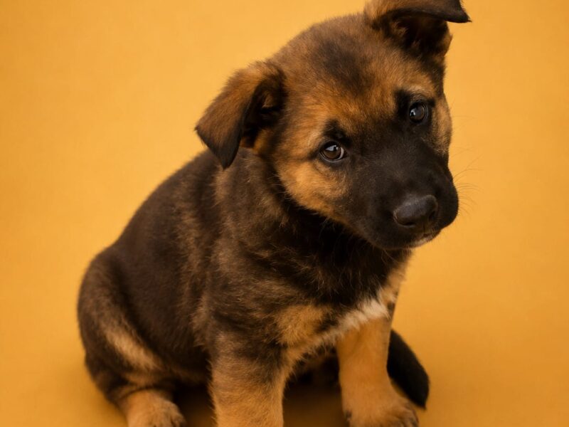 LEILA