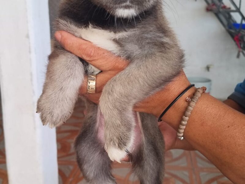 LOLITA