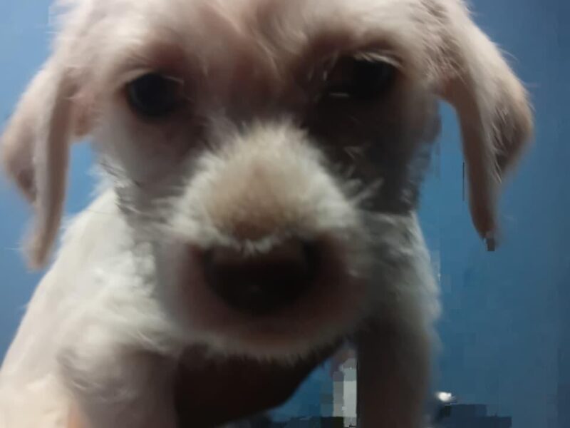 MIA