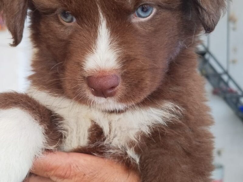 MOCHA