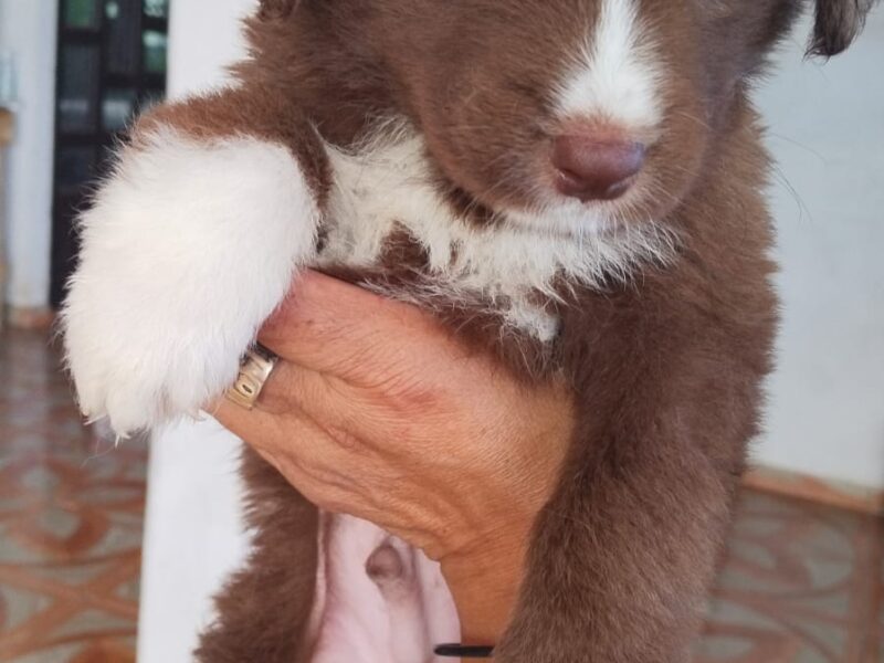 MOCHA
