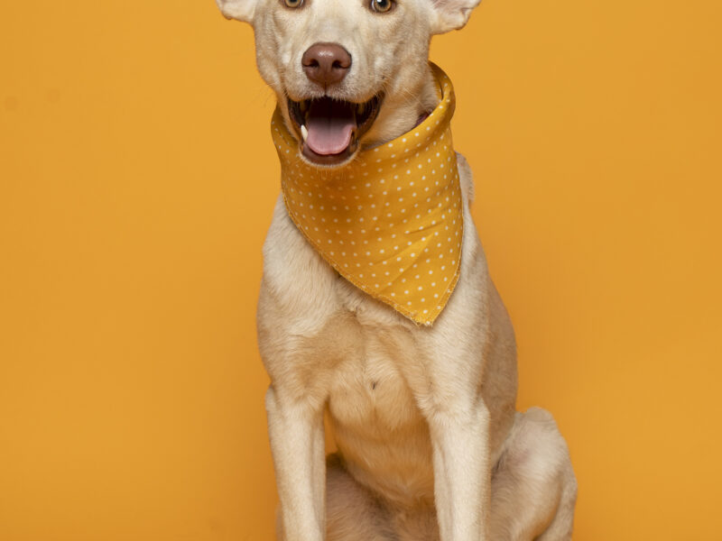 QUESITO
