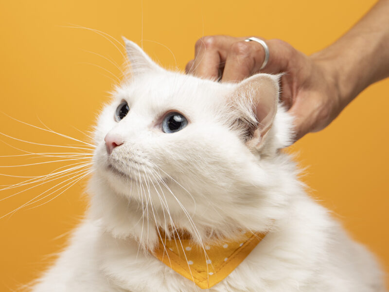 RAPUNZEL