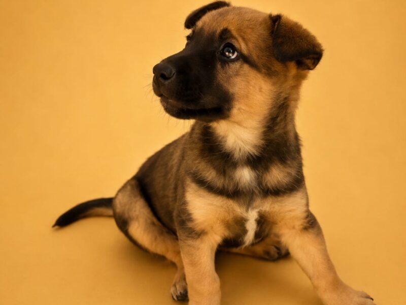 ROKI