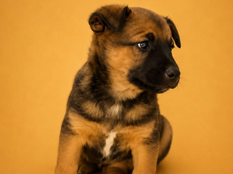 ROKI